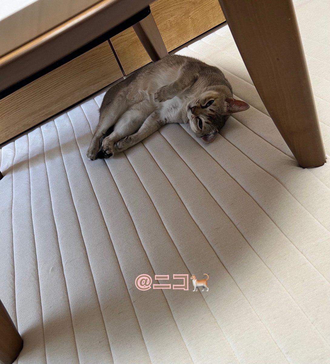 おはニコ😸 こちらは晴れて風がつよいです🍃 でも窓を細く開けてると