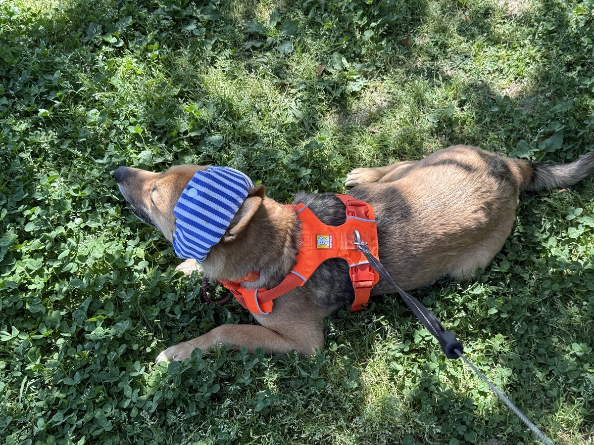 雑種犬いの🐕と愚かなニンゲンたち tweet media