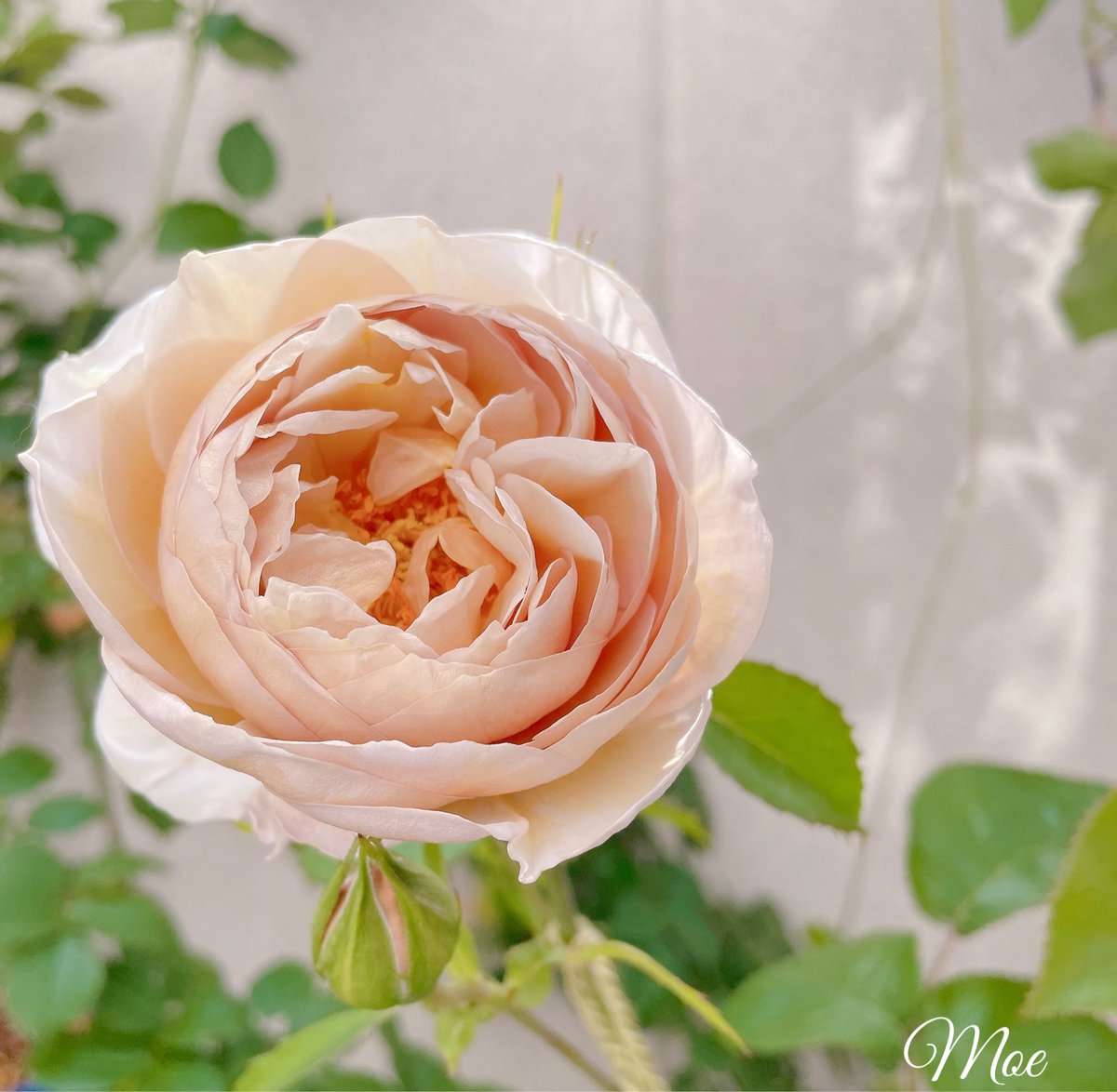 beaute_flora's tweet photo. アート展へ出展した花写真

#アート展 #花写真　#FlowerPhotography https://t.co/l5RYeXBC61