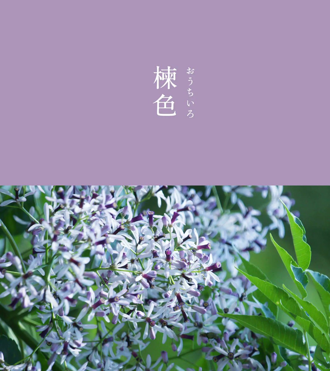 暦生活 tweet media