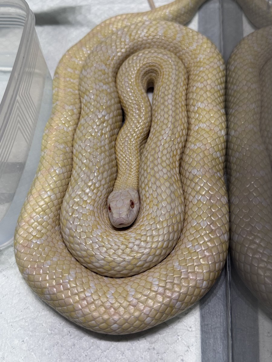 ⚖️ 𝔞𝔫𝔲𝔟𝔦𝔰 ⚖️ 🐍九州パプアン會🐍 tweet media