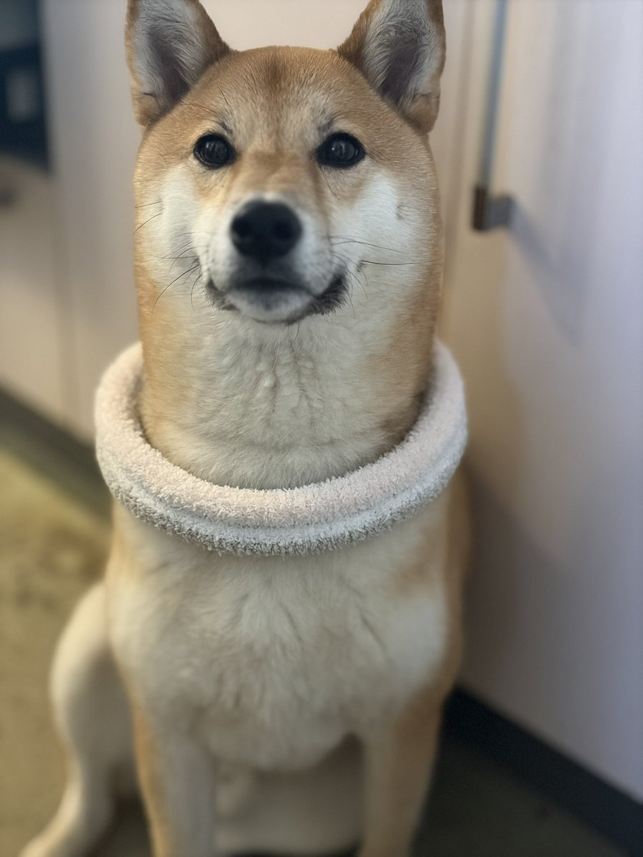 鴨居自動車学校ラッキー★ドローンやってます tweet media