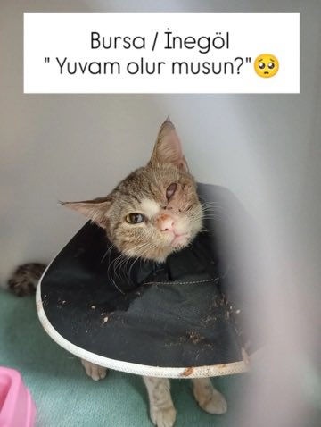 Pati Arkadaş tweet media