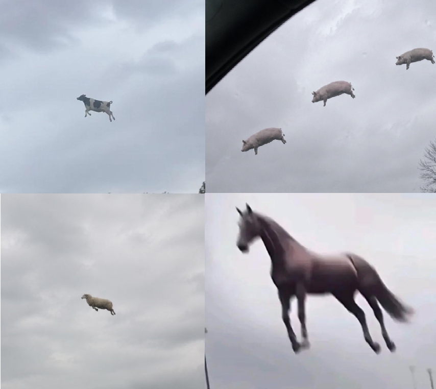 DigitalTrenchDT's tweet photo. there is a ongoing trend on tiktok with flying animal pictures and it fits memecoins insanely well 12m likes on this video alone and there are hundreds of them   

$FAP 

Flying Animals Pictures  

https://t.co/qbDOat7Ln4 https://t.co/ZxLum8yNf2