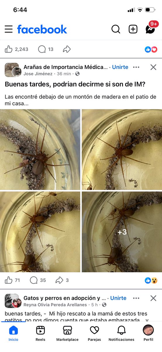 giancarlapayanl's tweet photo. @Arachno_Cosas vi esta publicación en fb y quisiera saber si son violinistas? https://t.co/8yT7OzfHYr