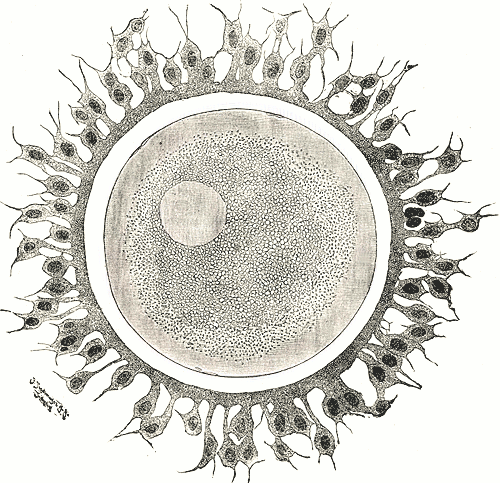Mitochondrial Eve tweet media