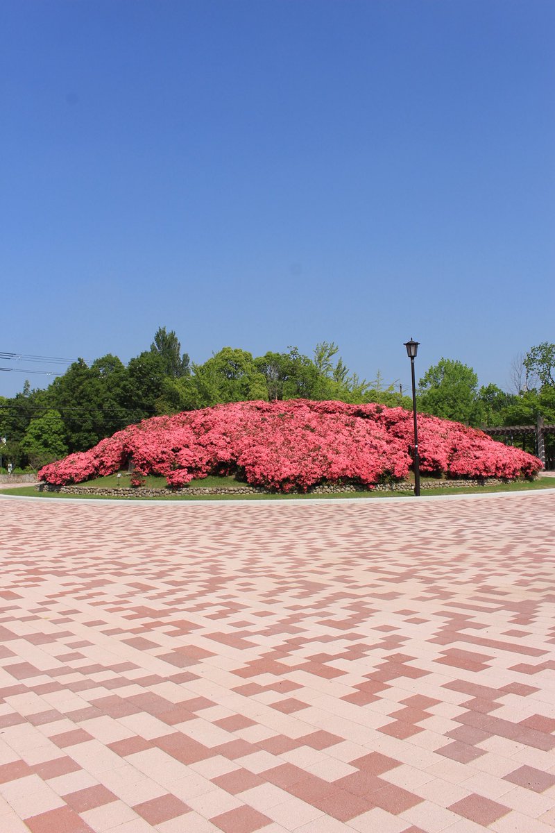 popiann's tweet photo. おはようポピ〜☀️
#大仙公園 にある #七観音古墳 の #サツキツツジ がとっても綺麗だから、朝からお散歩したポピ！
もこもこの鮮やかなサツキは大迫力ポピ🌸
#ポピアン
#ゆるキャラ
#堺
#大阪植物園 https://t.co/6j5rfS9xXY