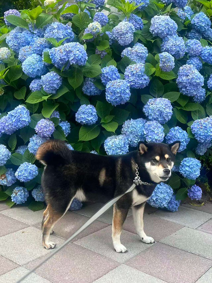 紫陽花が奇麗に咲いたよ！ #柴犬 #黒柴 #犬