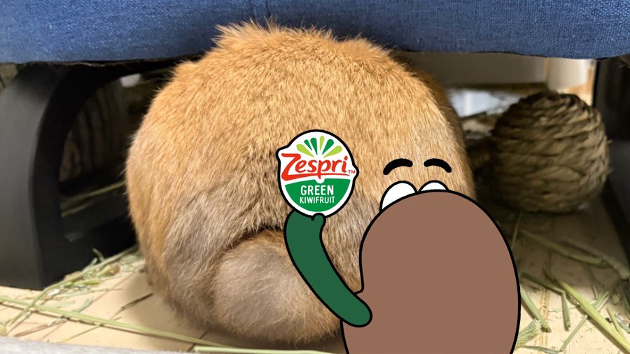 うさぎのポパイ tweet media