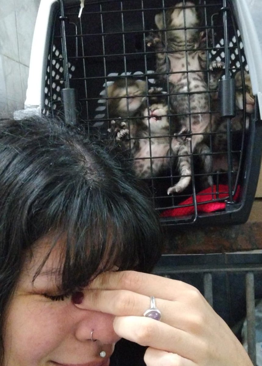 zephyrxnthes's tweet photo. jsjs encontré esta foto de cuando nos dejaron 4 michis dramáticos en la vete y yo tenía que actualizar el estado general de todos en el grupo del trabajo https://t.co/b69DAymsM0