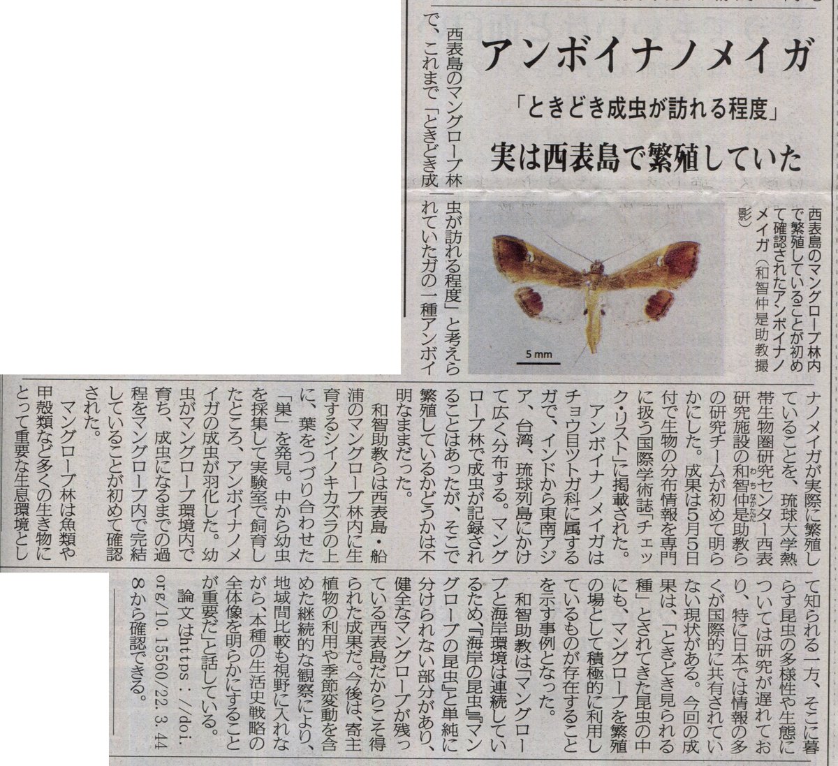 おきしま (@papilio_memnon) / Posts / X