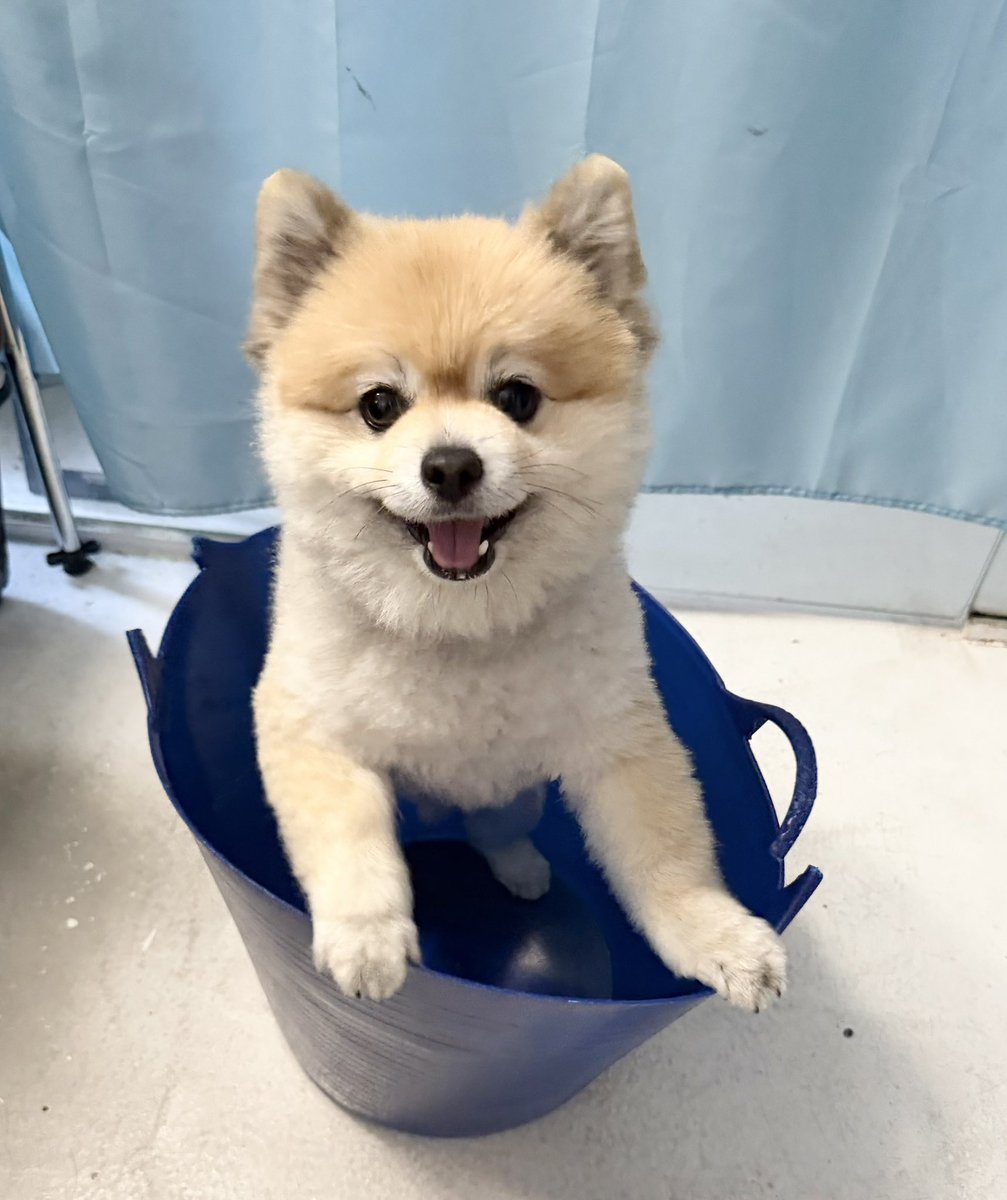 ポメポメページ こんにちワン🐶 #犬 #ポメラニアン #dog