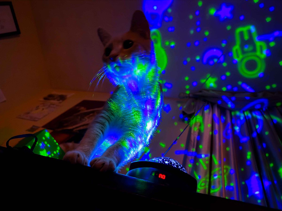 CDi_Arcade's tweet photo. My kitten, OJ, looking to DJ your next event. #CatsOfX https://t.co/RxUiY4labn