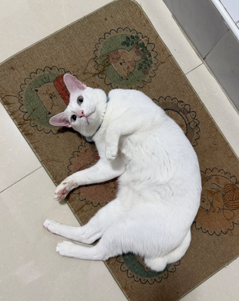 คือผมต้องทราบไหม 🐈⬛ tweet media
