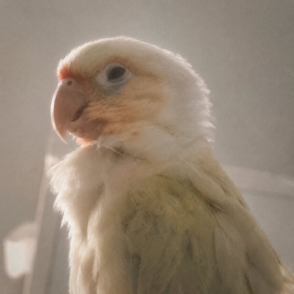 완두가포동~🦜 tweet media