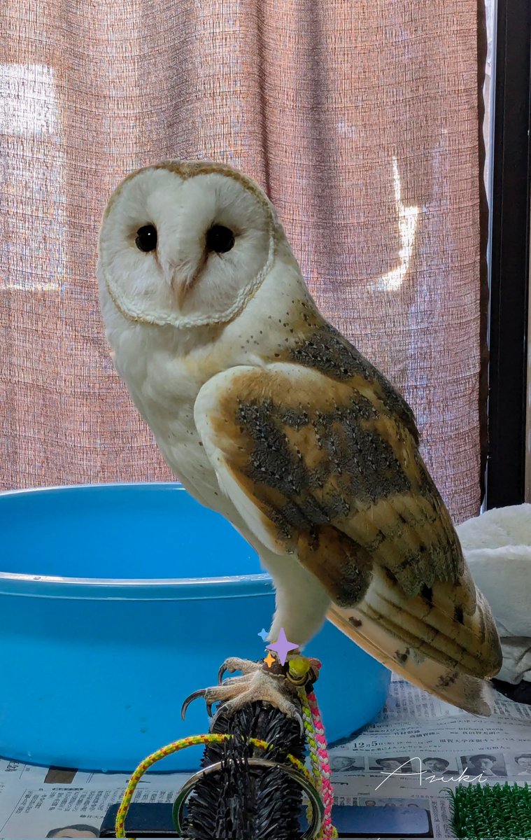 おはようございます🌅✨ (744) #メンフクロウ #フクロウ #owl #barnowl