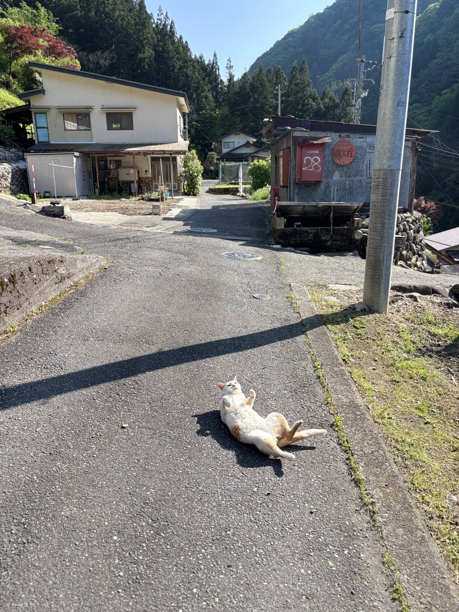 いのうえもんぺ tweet media