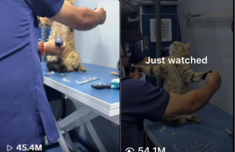 MetaRynx tweet media