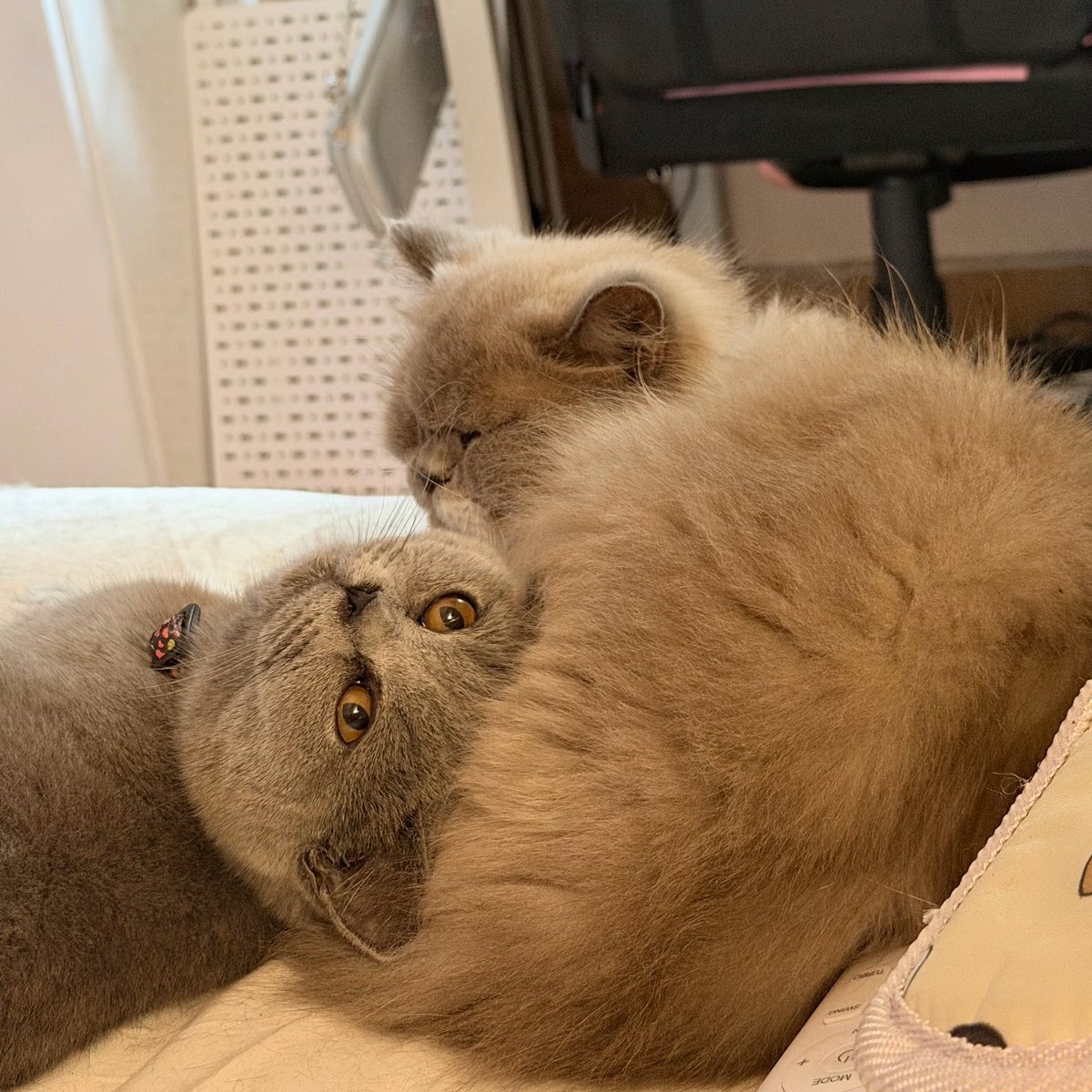 pawsomesclub's tweet photo. bosen ditinggal tidur bagindut https://t.co/PMPtFIrcGR