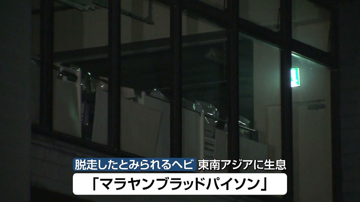 livedoornews's tweet photo. 【注意】ホームセンターから全長約1mのヘビが脱走か、人にかみつくおそれ 新潟・上越市
https://t.co/ltq8cvNosl

脱走したとみられるヘビは「マラヤン ブラッド パイソン」で、茶褐色でまだら模様がある。毒はないが、人が手を出すとかみつく恐れがあり、夜行性だという。 https://t.co/fBCW0KSvIl