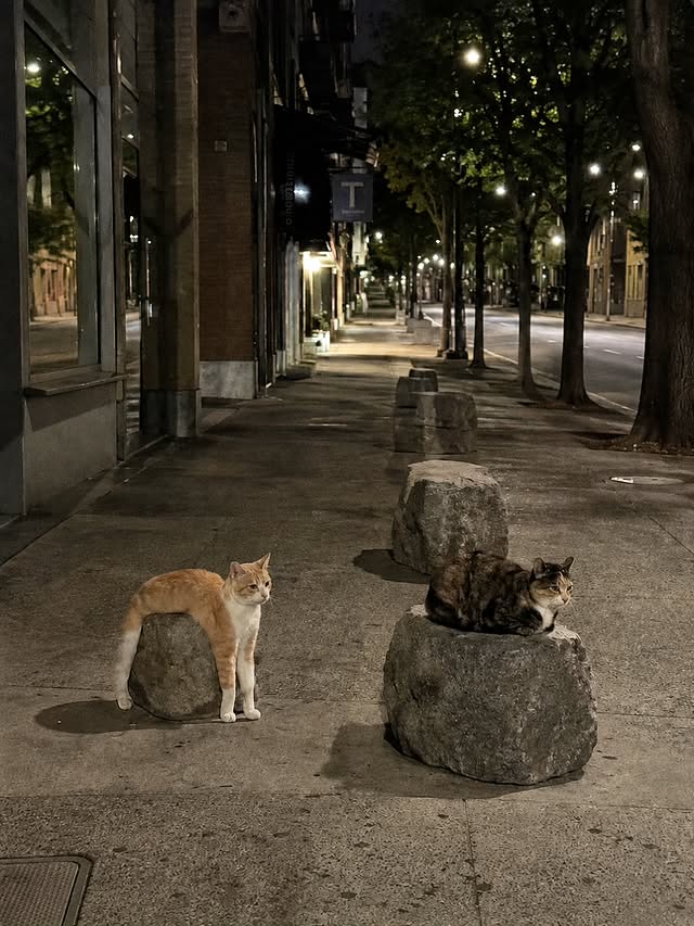 The Pets 𝕏 tweet media