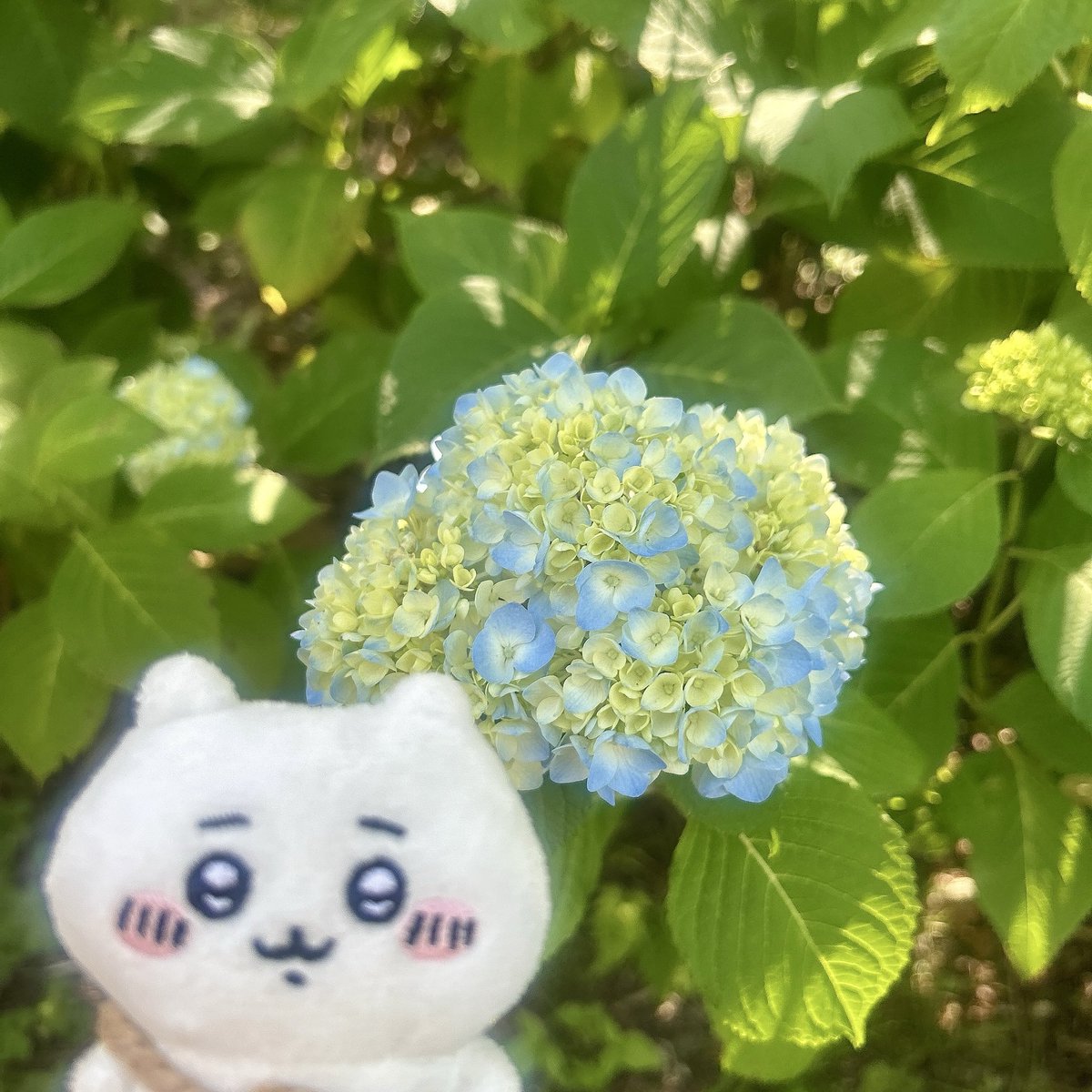WMinkrich's tweet photo. 今日の小田原城気持ちいいです😌
日差しは強いですが乾いた風が吹いて心地よいです。紫陽花も咲き始めていました。ここではいろいろな季節が楽しめますね😆✨帰りは銀座ライオンで小田原限定アジの唐揚げ！頭から骨までサクサク食べられます🐟 https://t.co/T1iBSWjXF2