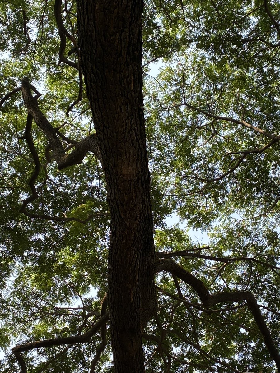 Booklicious5's tweet photo. May the day beautiful 
Like the month of #May

#thicktrunktuesday
#treepeople https://t.co/TQt2zENDfr