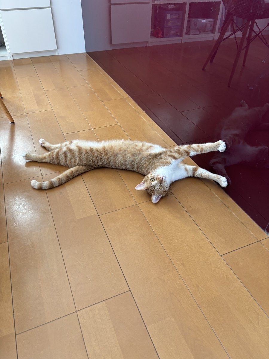 アジャパンフィッシュ tweet media