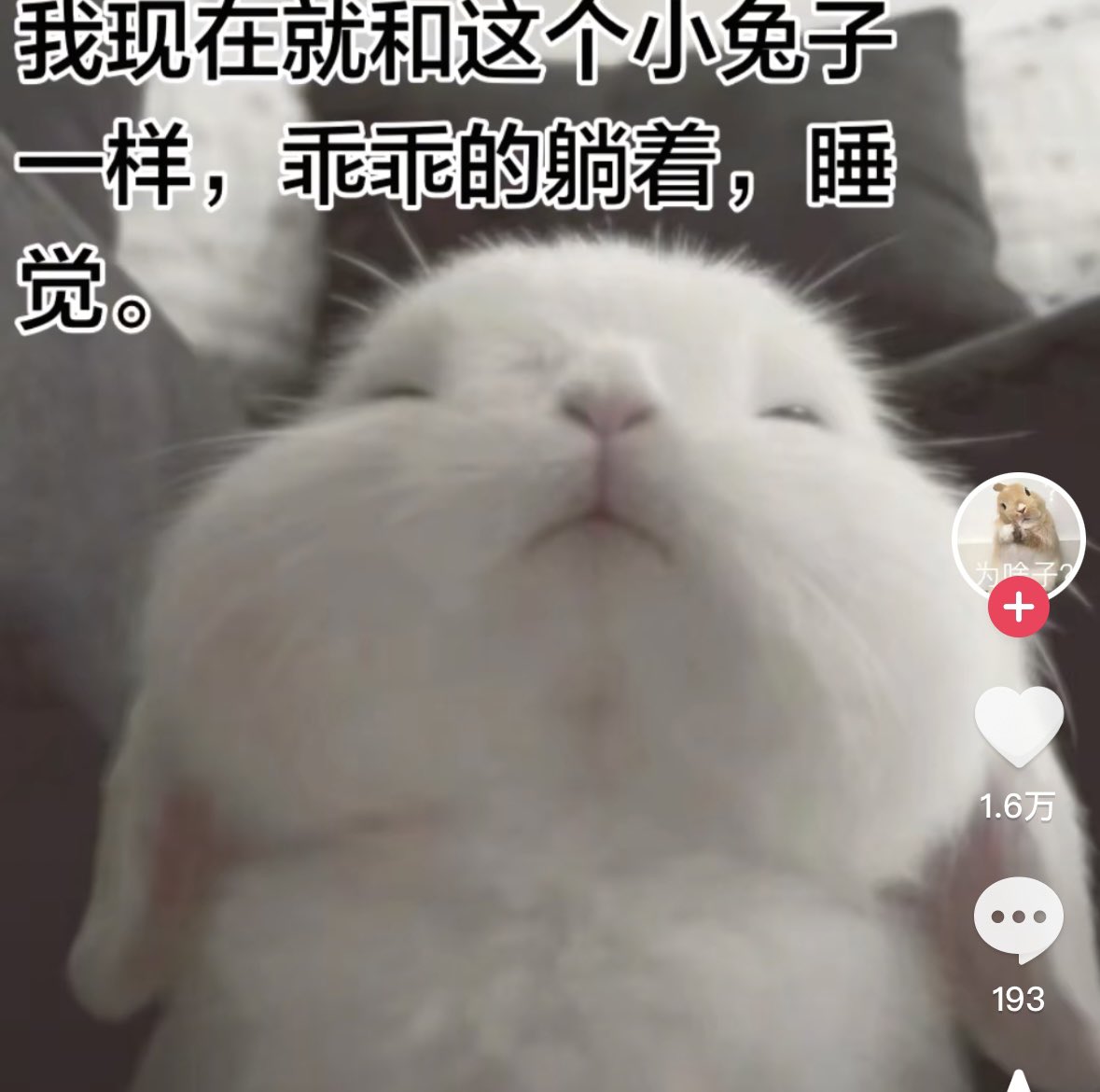面包只想耍赖 tweet media