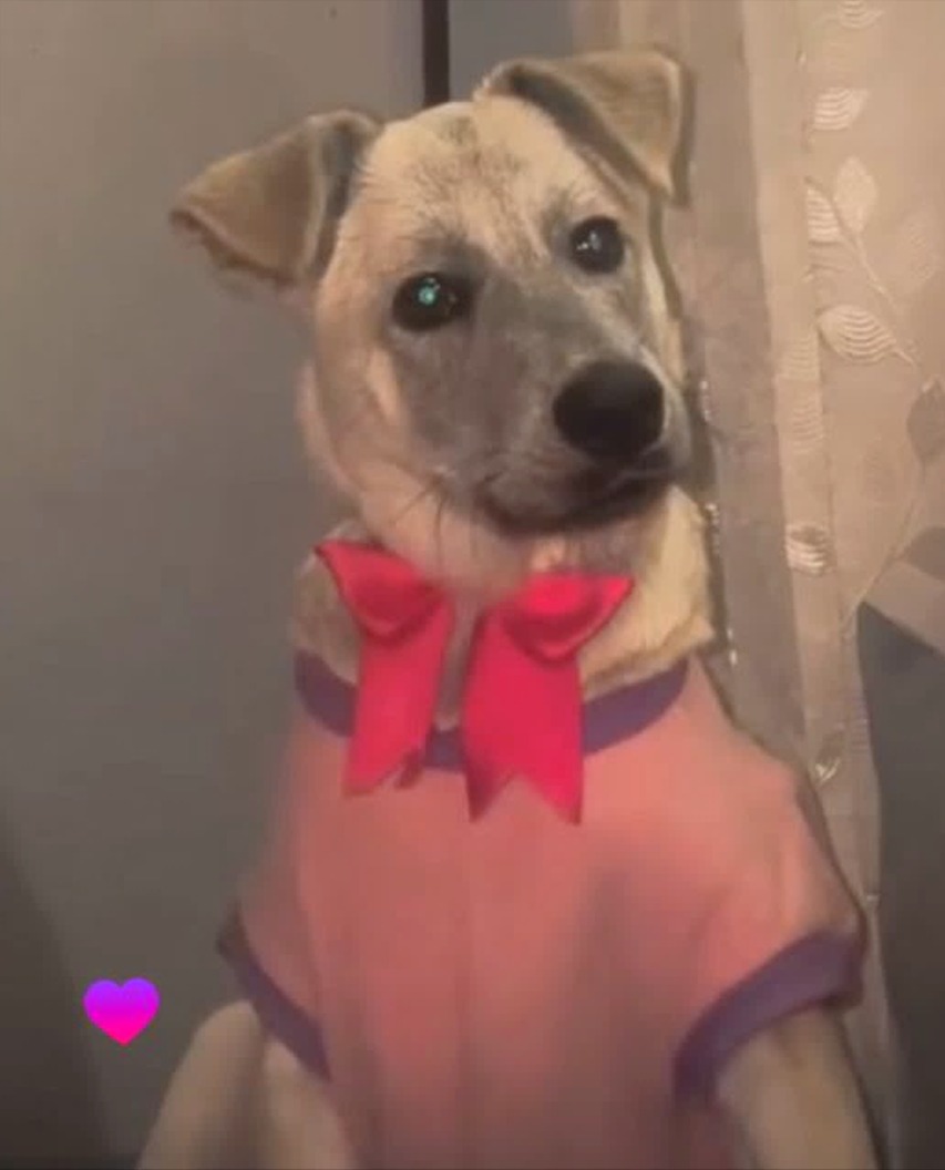 MikeeeNiken's tweet photo. AYÚDAME A BUSCAR A BABY 🥹
Mi perrita se perdió en la explanada de Villa Hermosa José Leonardo Ortiz, Chiclayo. Ayúdame a compartir este post para que la búsqueda de Baby tenga más alcance. Se ofrece una gran recompensa 🐾

#Chiclayo #Cix #Peru #Fifa
#LaGranjaVIPPerú #LaGranjaVIP https://t.co/hKPCV0AHQQ