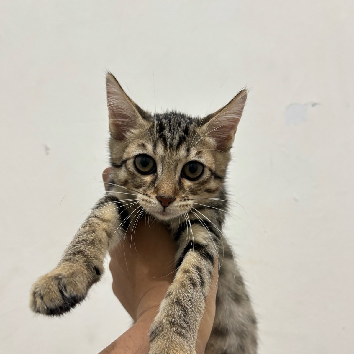 🐈⬛ tweet media
