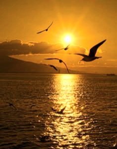 Anika_Jesus's tweet photo. #PazMundo 🕊 

'DEUS nos deu asas, mas as religiões inventaram gaiolas.'

               [Rubem Alves] https://t.co/ivS5MPr6Q3