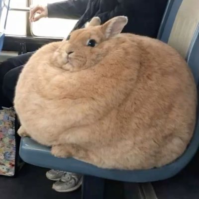 dylann tweet media