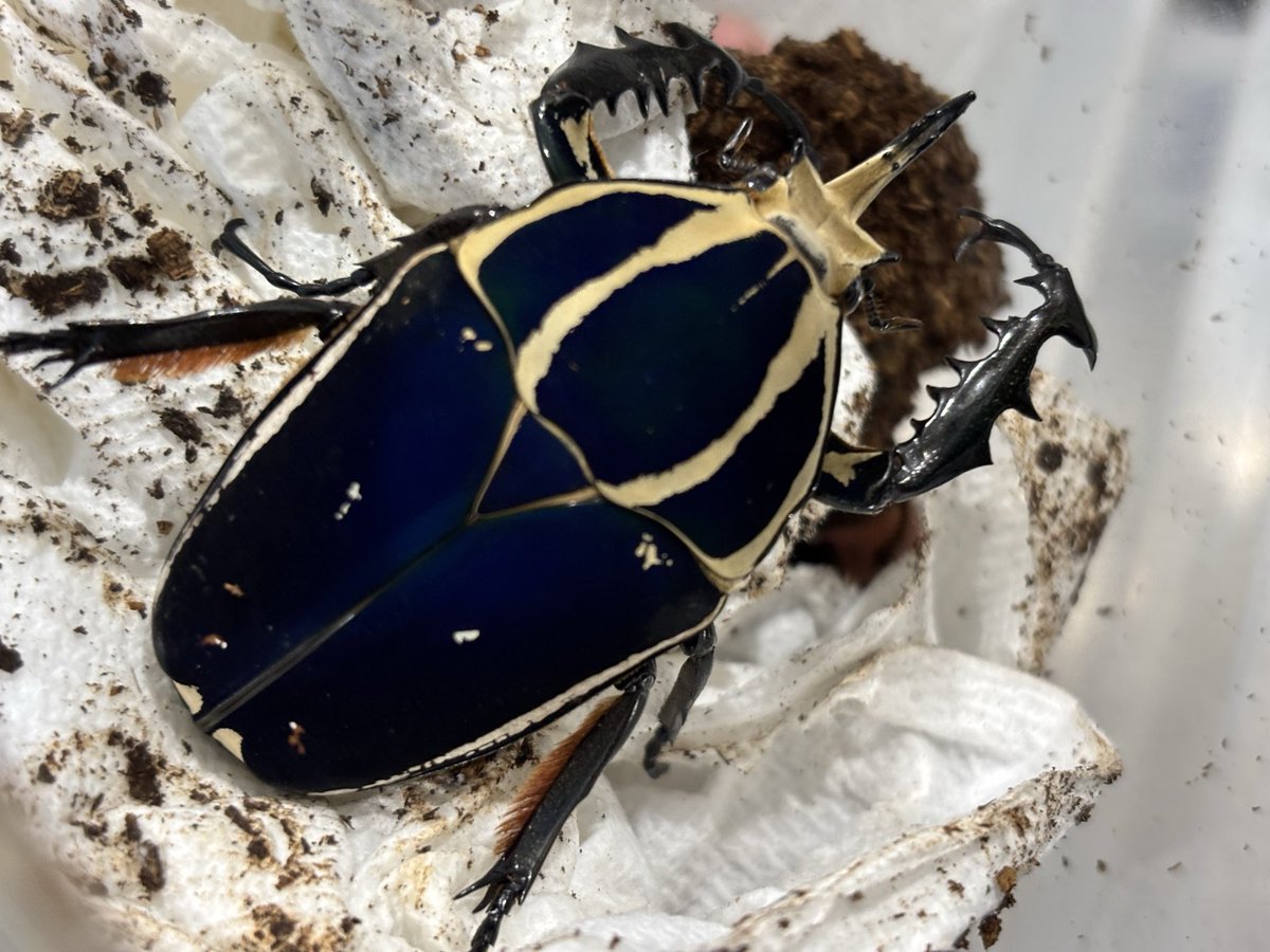 Lucanus_7 tweet media