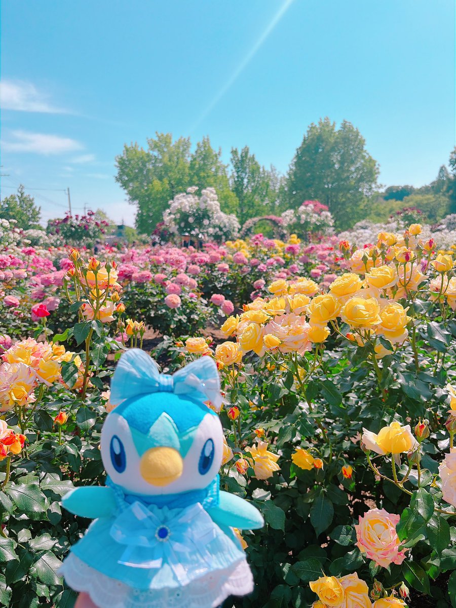 ru__chamaa's tweet photo. ぽちゃたんと薔薇園🌹✨ https://t.co/CaJTudtzIy