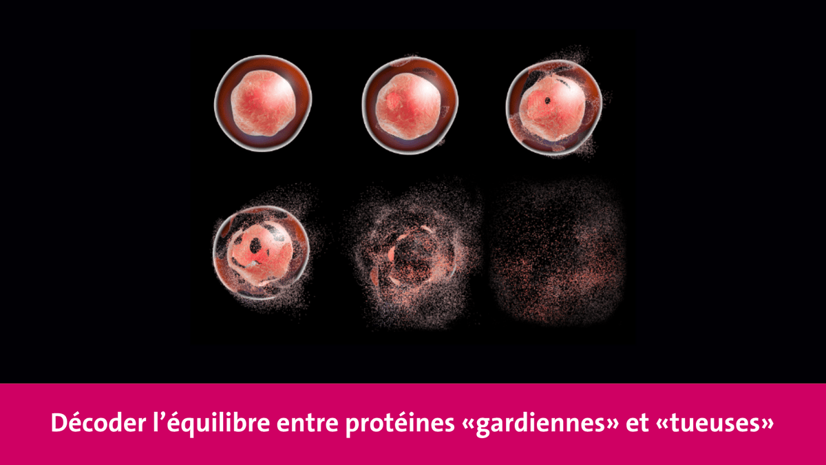 UNIGEnews's tweet photo. Une équipe de l'#UNIGE montre comment deux protéines clés contrôlent la destruction des cellules. Une découverte qui pourrait inspirer des traitements anticancer plus ciblés.  https://t.co/pu8YdrAVq2 https://t.co/cTOjmc3ngI