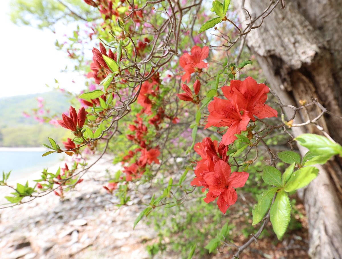 本日は高山と中禅寺湖北岸のツツジの様子を見てきました。開花状況は