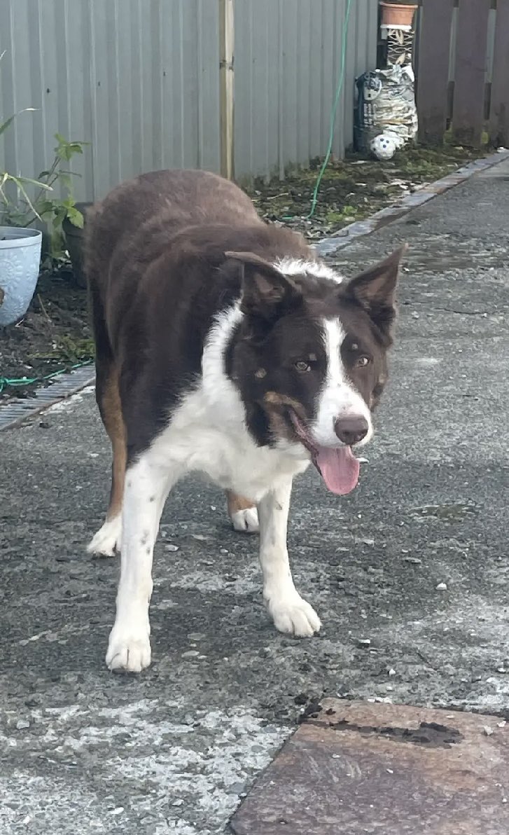 Help2Rehome Scotland tweet media