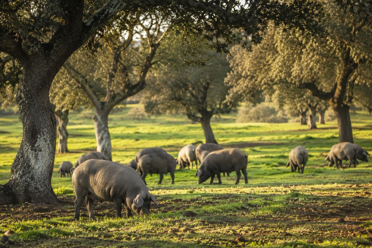 TuJamonDirecto's tweet photo. 🌳🐖 Porque el origen importa, y cuando la naturaleza, tiempo y tradición se unen, nacen productos con alma propia. Así se crea la #esencia de @TuJamonDirecto : #calidad, sabor y autenticidad desde el primer paso hasta tu mesa ✨ https://t.co/CjfwsDg4sO https://t.co/c80vZeH0lW