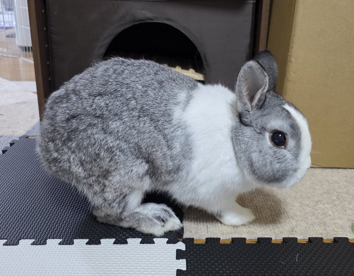 こんにちは😊🐰🐰🐰🐰 #うさぎ