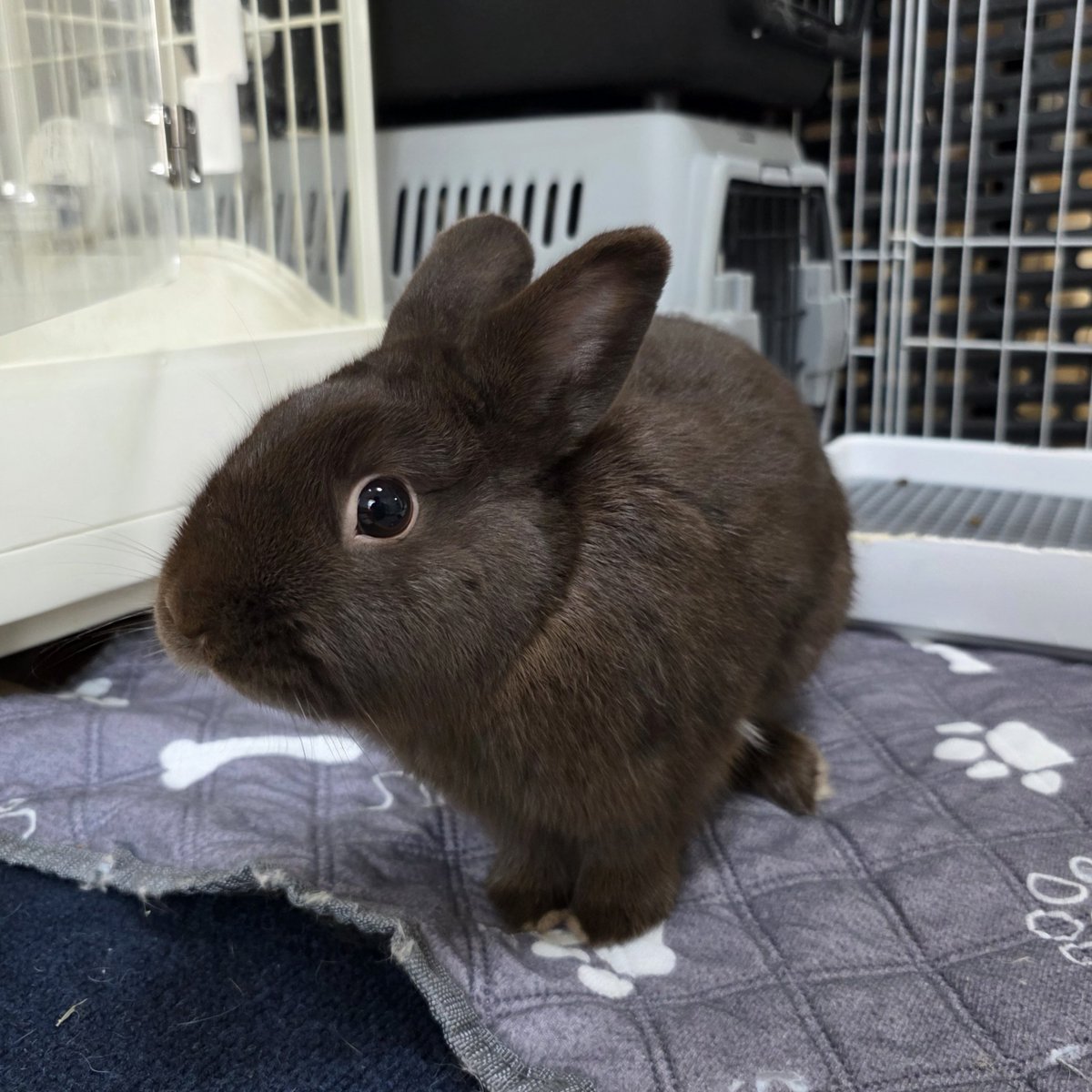 こんにちは😊🐰🐰🐰🐰 #うさぎ