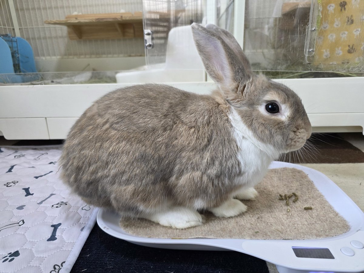 こんにちは😊🐰🐰🐰🐰 #うさぎ