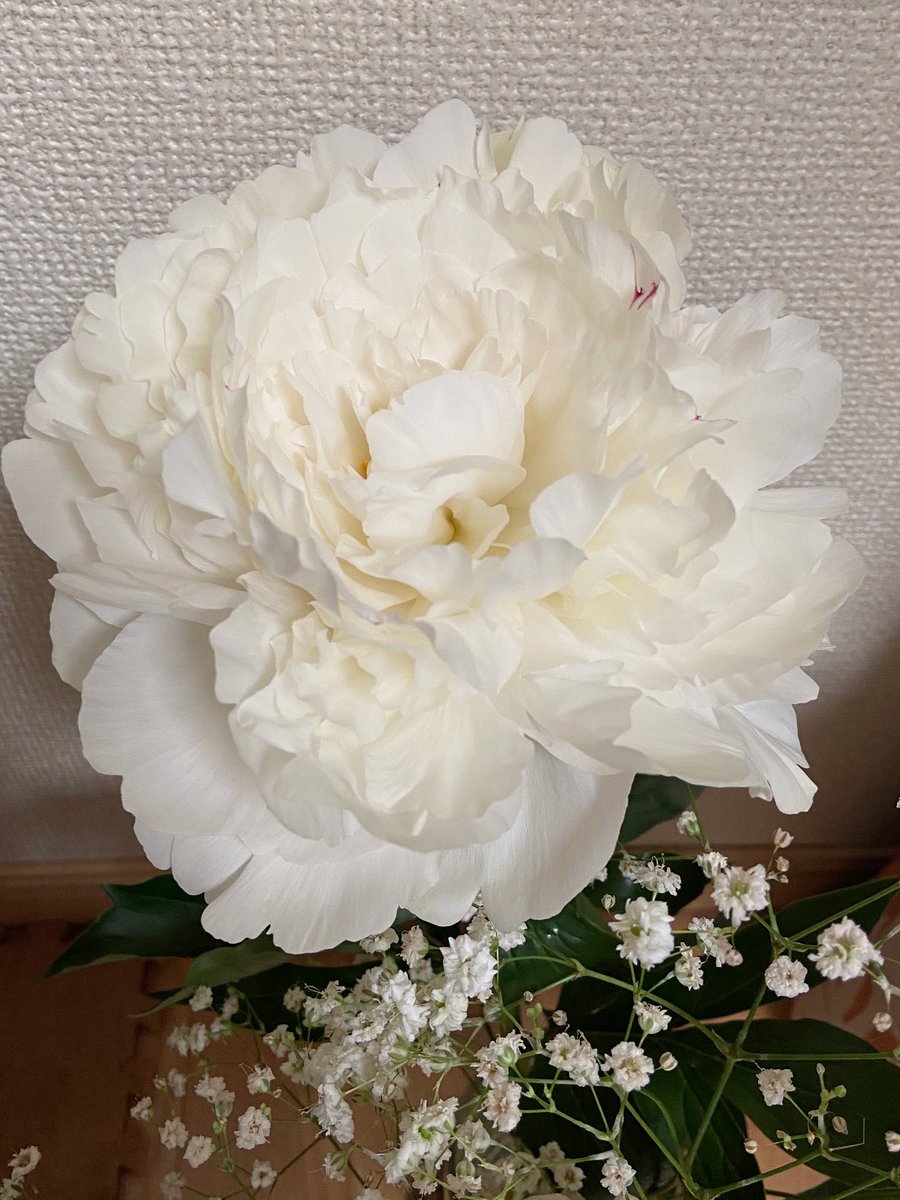 桃井 tweet media