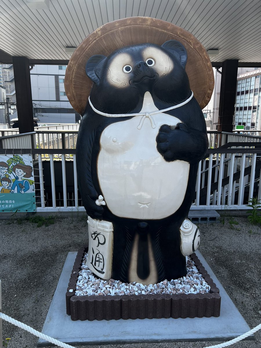 今日のたぬき #たぬき