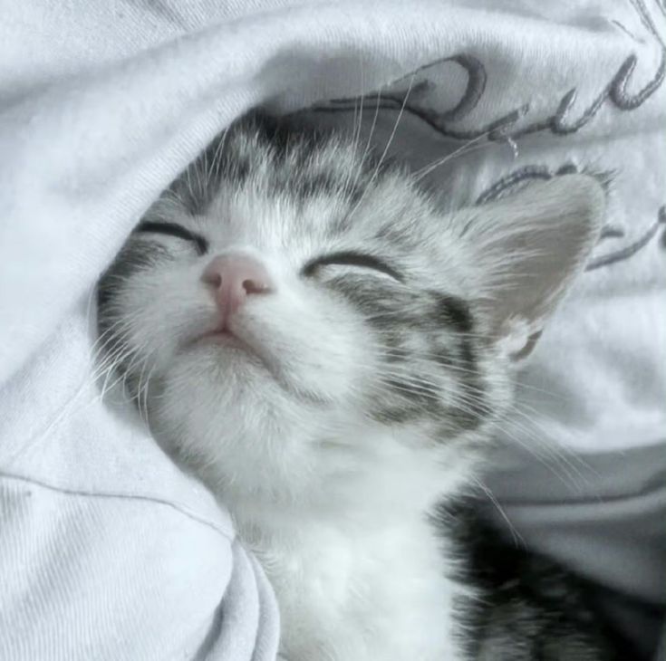 Cat 🐈 tweet media