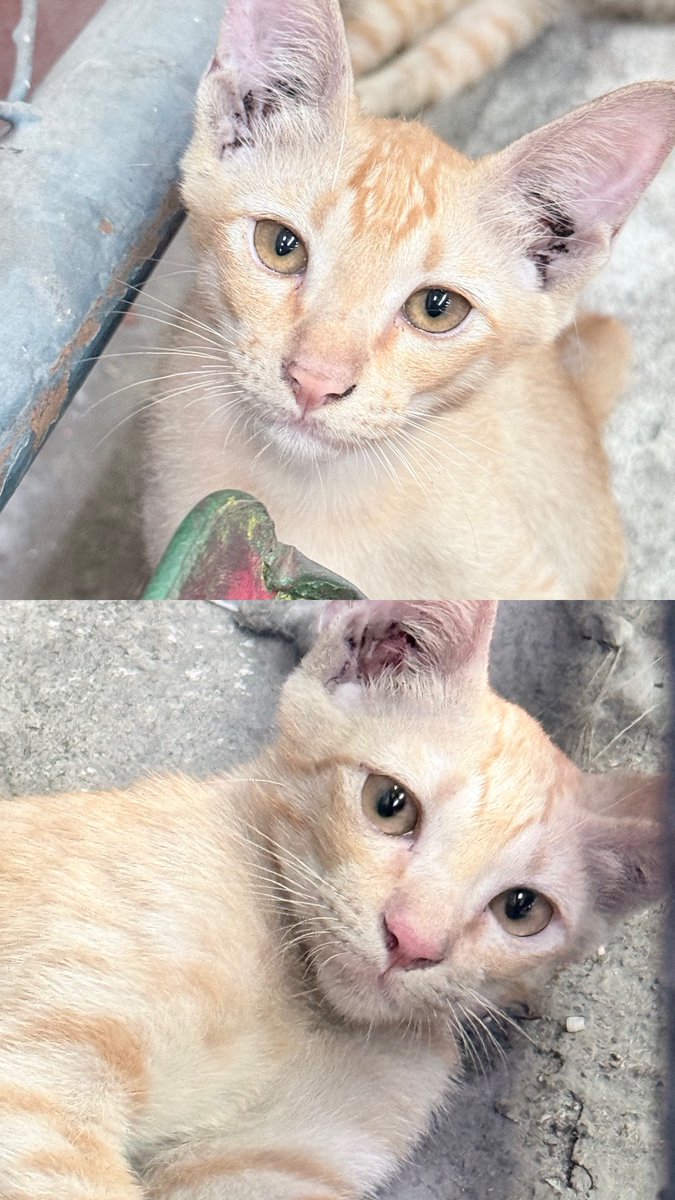 CatsterClub's tweet photo. หาบ้านให้น้องแมว  (ฝากประกาศ)
ด่วน หาบ้านให้น้องแมว เพศผู้2ตัว ไม่ทราบอายุค่ะ วัยกำลังซน มีเวลาช่วยดูแลชั่วคราวได้ไม่นานแล้ว อยากให้น้อง มีบ้านอบอุ่นก่อนโดนจับไปปล่อยที่อื่นค่ะ รับคู่พี่น้องได้จะดีมาก
พิกัด : สมุทรปราการ ยินดีส่งให้ถ้าไม่ไกล 
เบอร์ติดต่อ : 0944149957
ใครสนใจรับดูแลติดต่อหาเจ้าของได้เลยนะคะ หรือ ช่วยกันรีกระจายข่าวก็ได้ค่ะ มาช่วยกันหาบ้านอันอบอุ่นให้น้องกันนะคะ