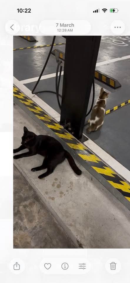Kucing Terbuang tweet media