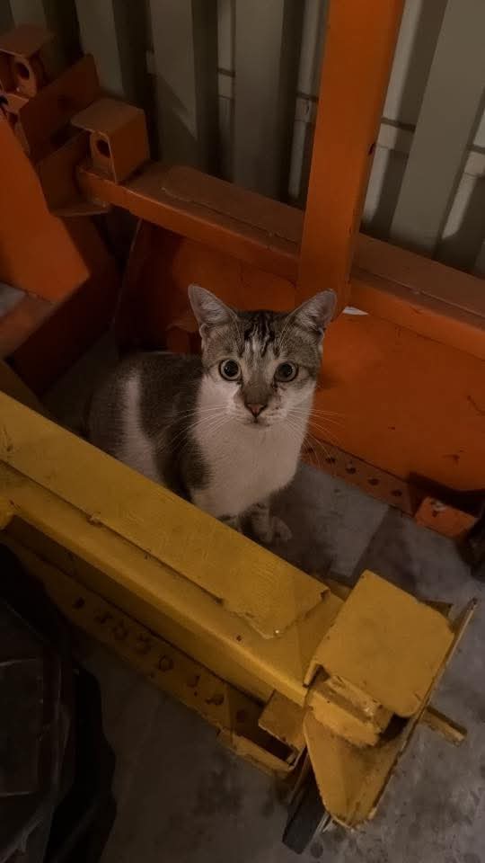 Kucing Terbuang tweet media