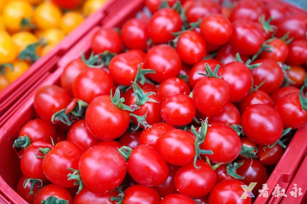 Setiey1's tweet photo. Just tried the new organic cherry tomatoes from local farm—super juicy, sweet, no weird aftertaste, perfect for quick salads or snacking! https://t.co/F81ZRZZ4s5