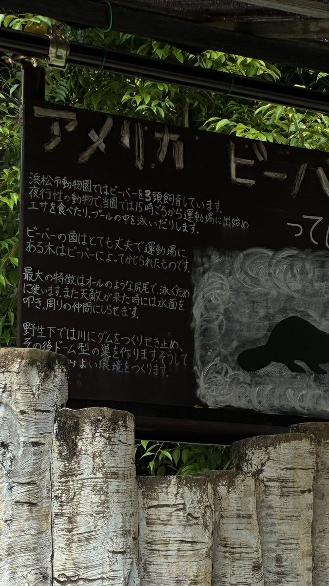 weipooohhh's tweet photo. モニターには1匹しか見えなかったが、、、本当に3匹いるのかな？🦫

肉眼でかくにんできたのも1匹のみ。

#浜松市動物園 
#浜zoo
#アメリカビーバー
#beaver https://t.co/a4KQSIq1kf